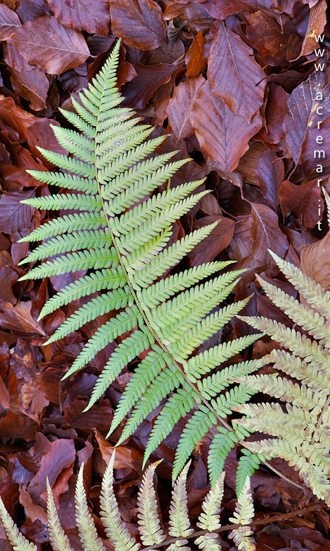 Felce da determinare - Dryopteris sp.