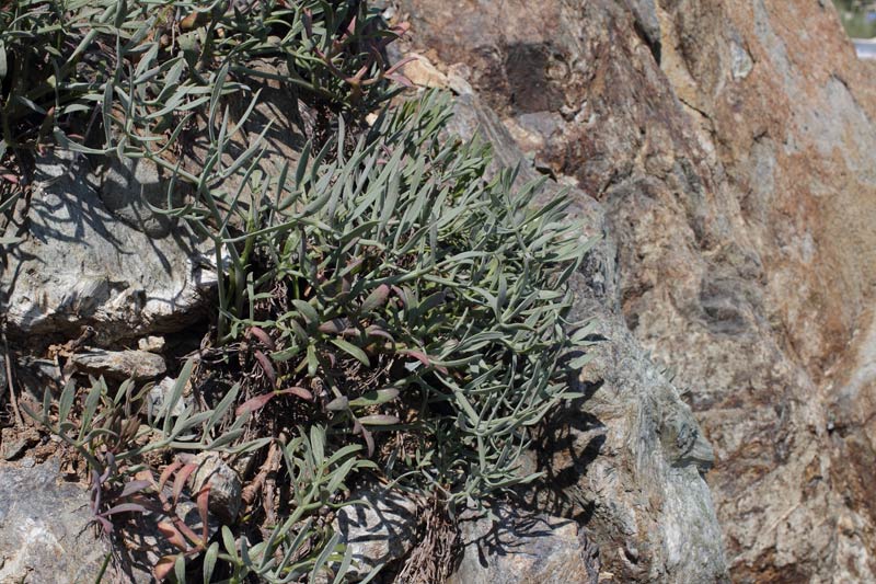 Chritmum maritimum - Finocchio di mare