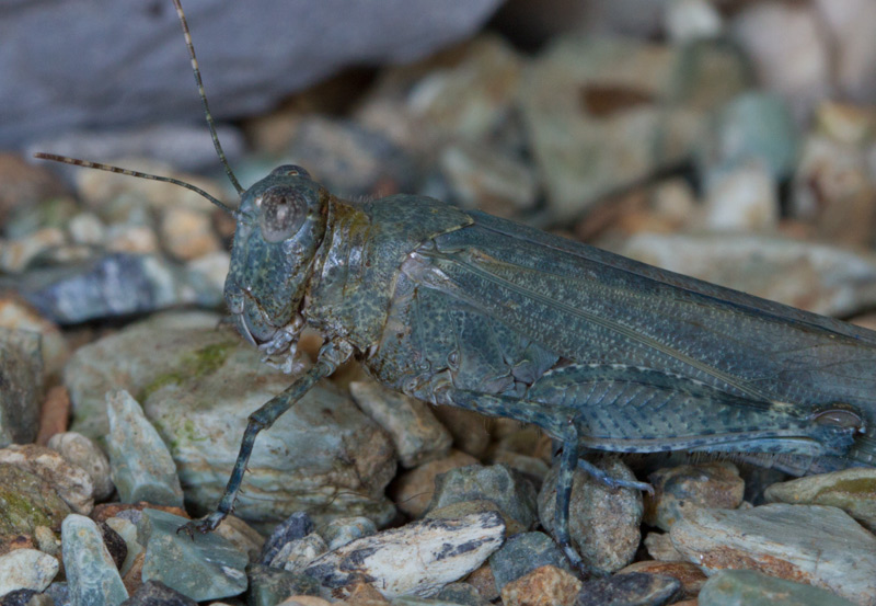 ortottero azzurro da identificare