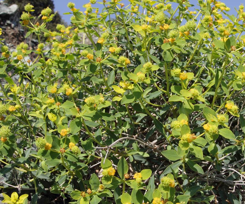 Euphorbia spinosa