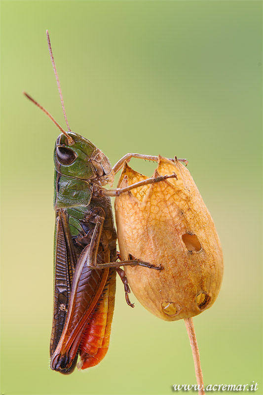 Stenobothrus lineatus (Acrididae Gomphocerinae)