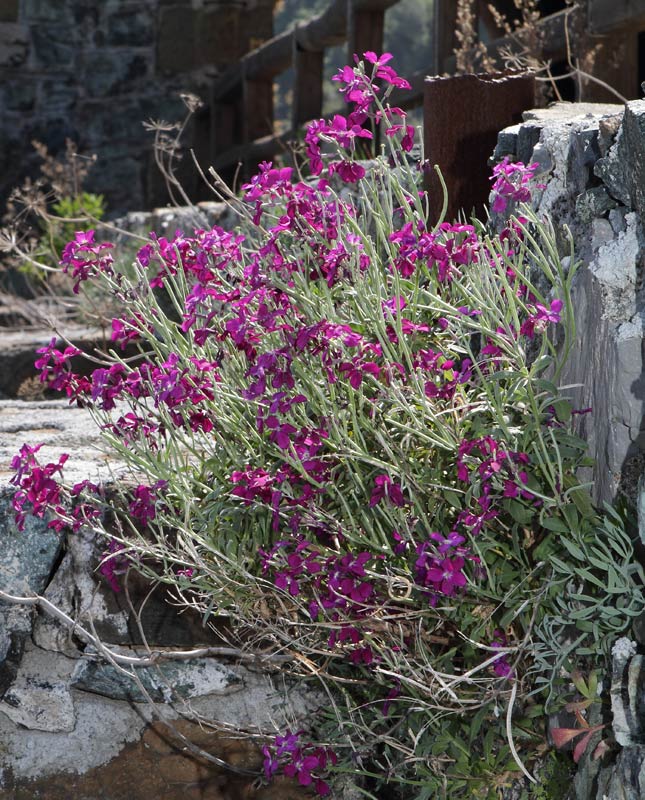 Matthiola incana