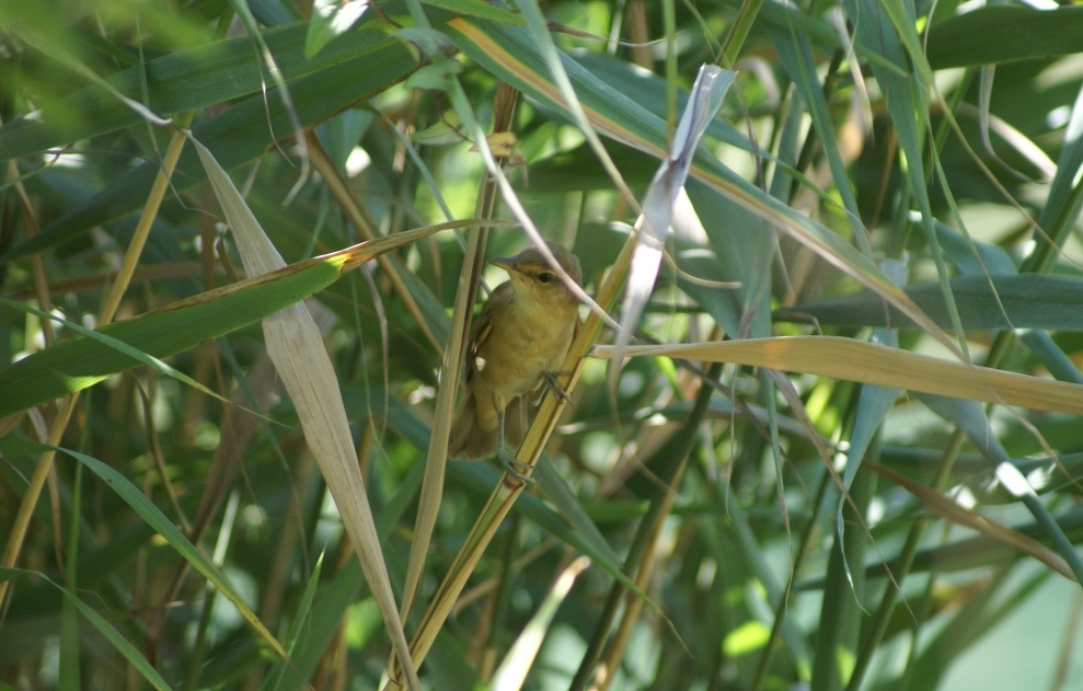 Cannaiola croata da identificare