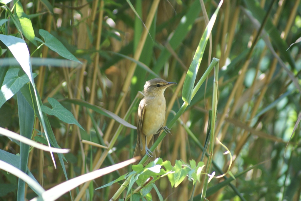 Cannaiola croata da identificare