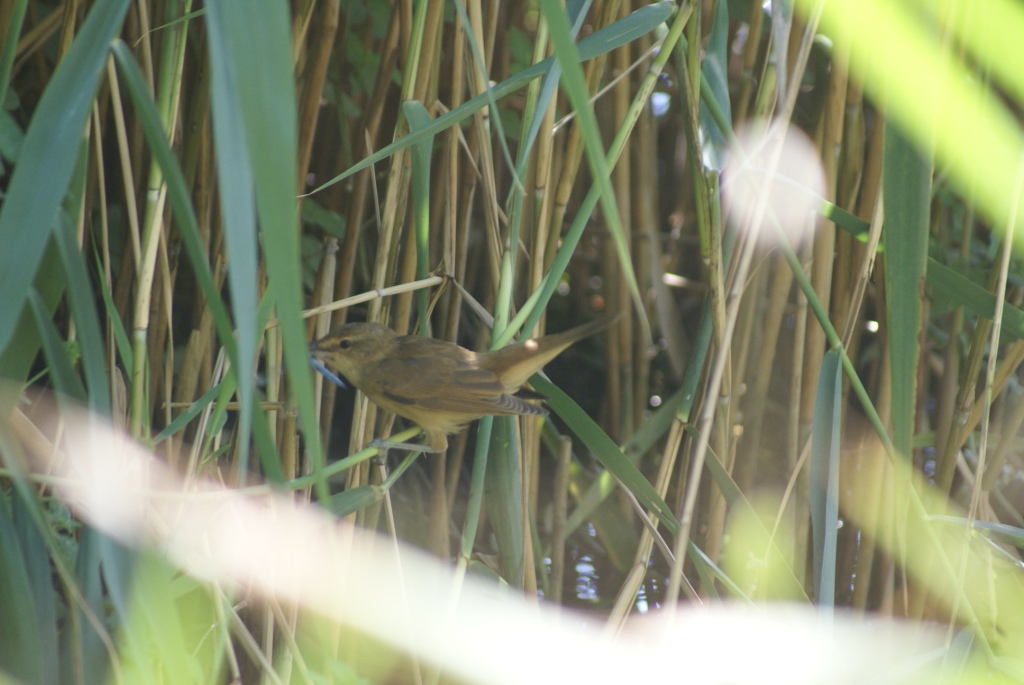 Cannaiola croata da identificare