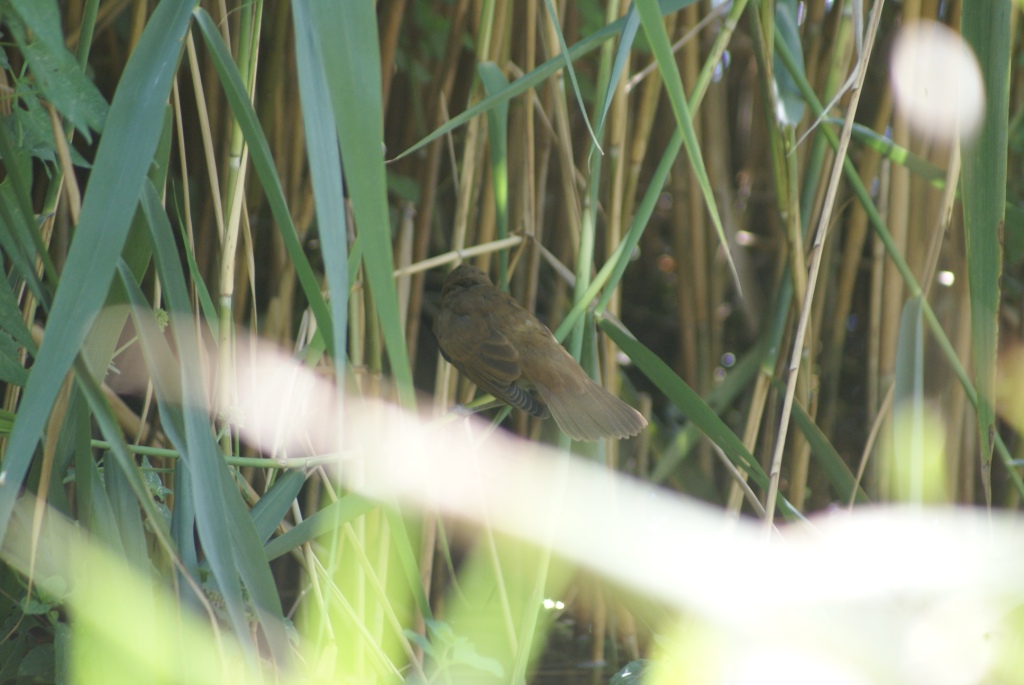 Cannaiola croata da identificare