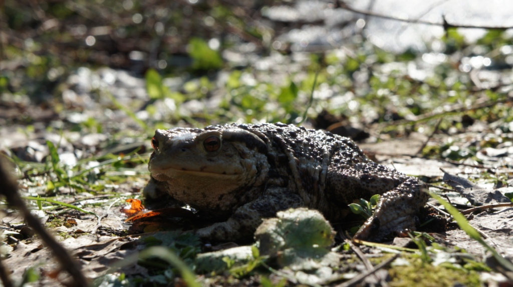 Il primo bufo bufo di quest''anno