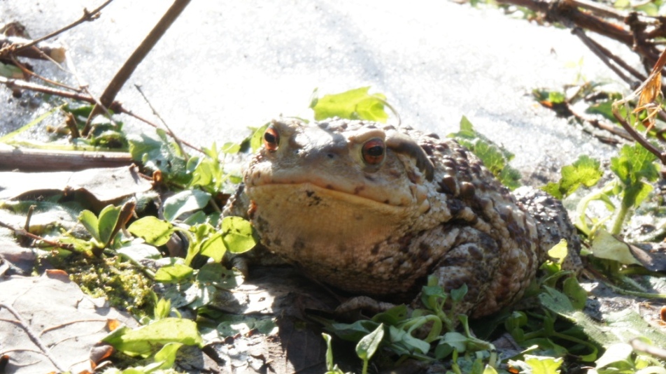 Il primo bufo bufo di quest''anno