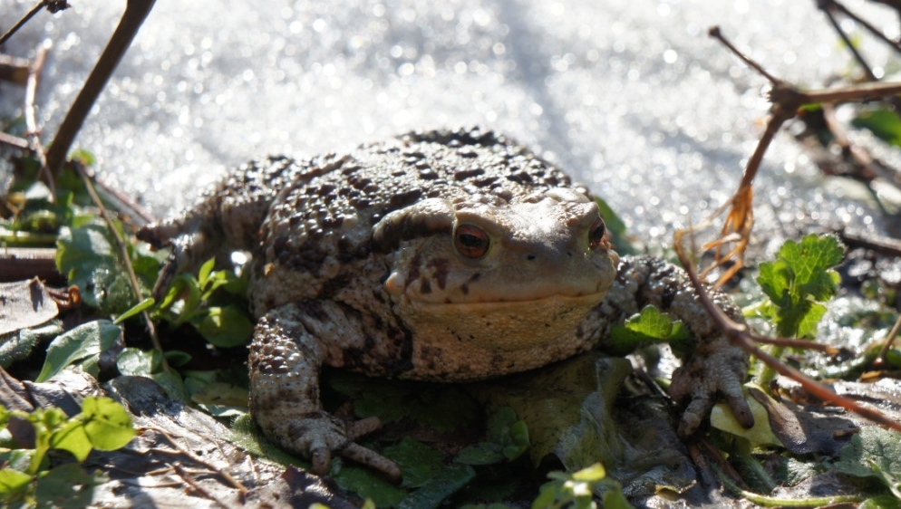 Il primo bufo bufo di quest''anno