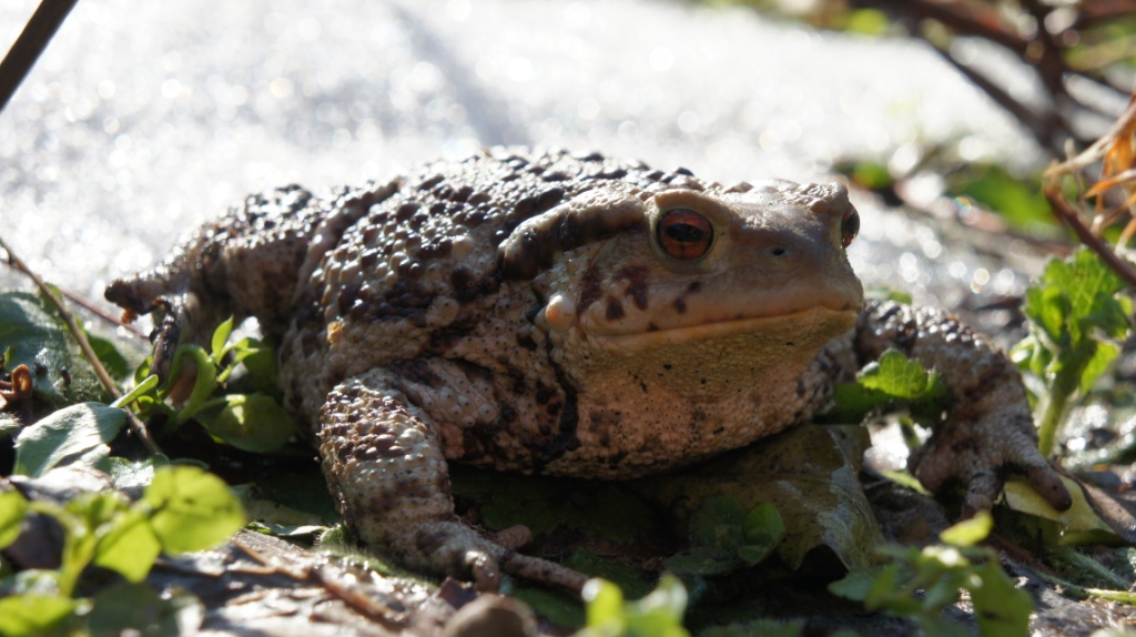 Il primo bufo bufo di quest''anno