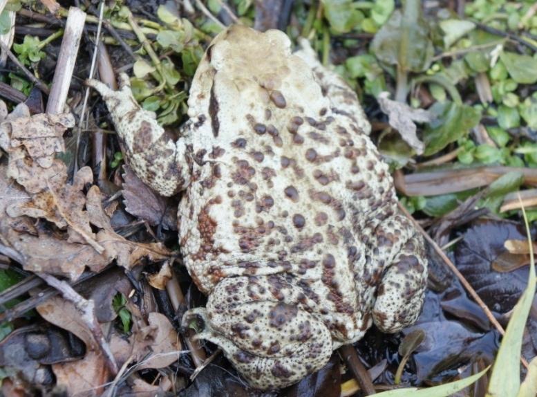 Il primo bufo bufo di quest''anno