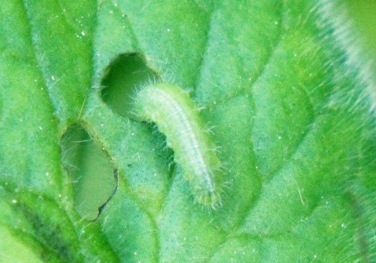 identificazione piccoli bruchi