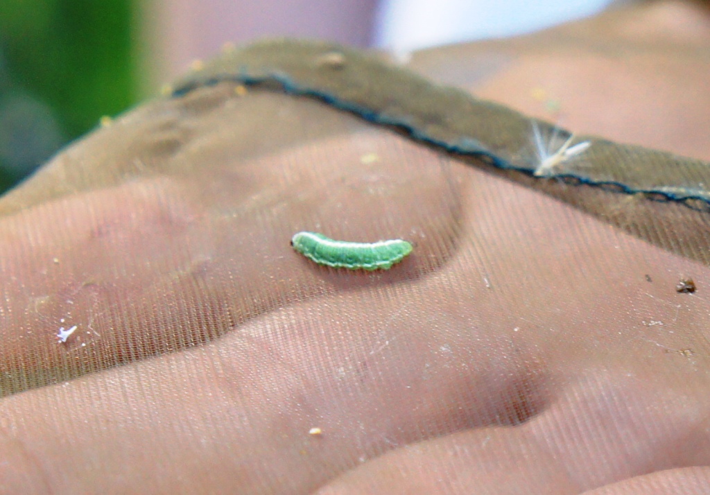 identificazione piccoli bruchi