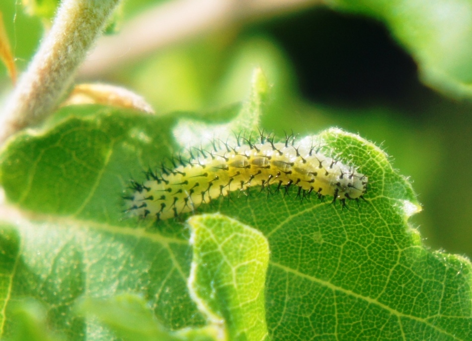 Probabile larva di Periclista sp. - Tenthredinidae