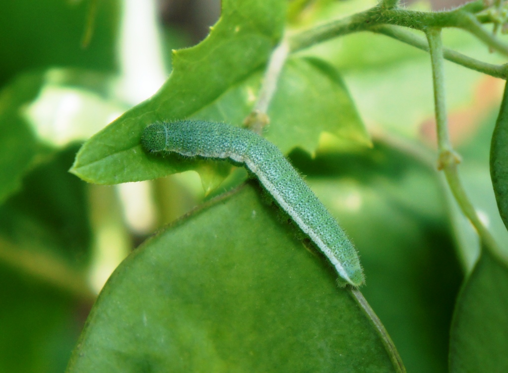 Bruco di Anthocharis cardamines?