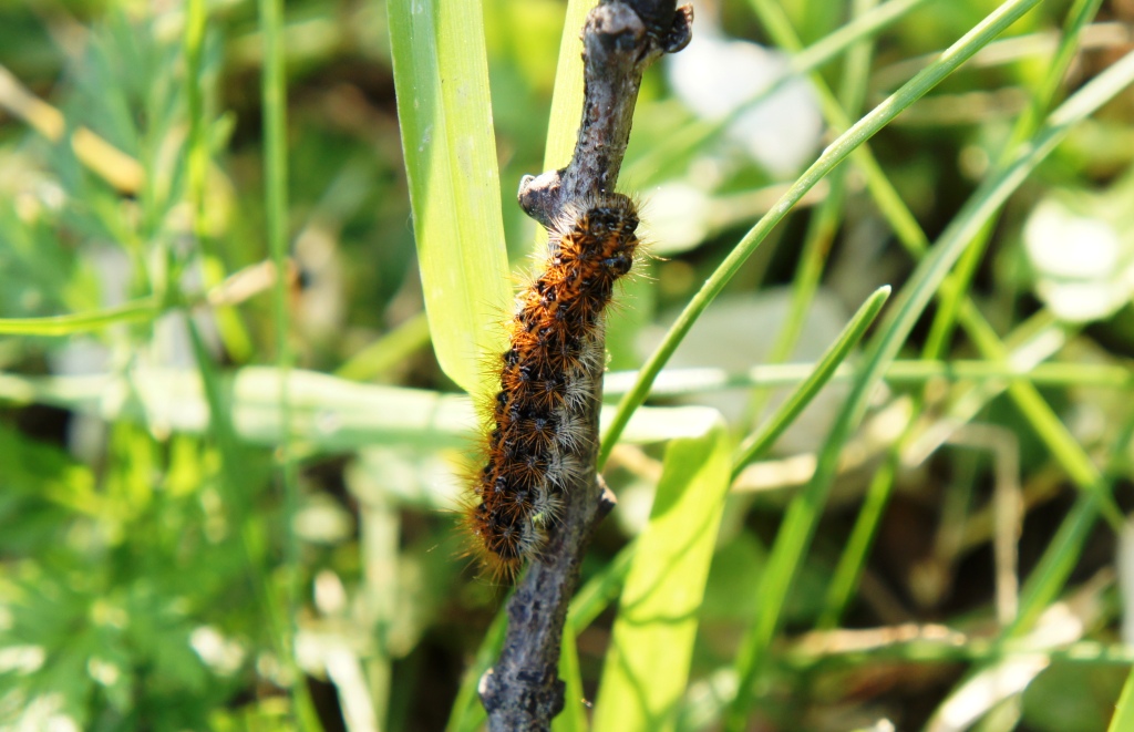 identificazione bruco