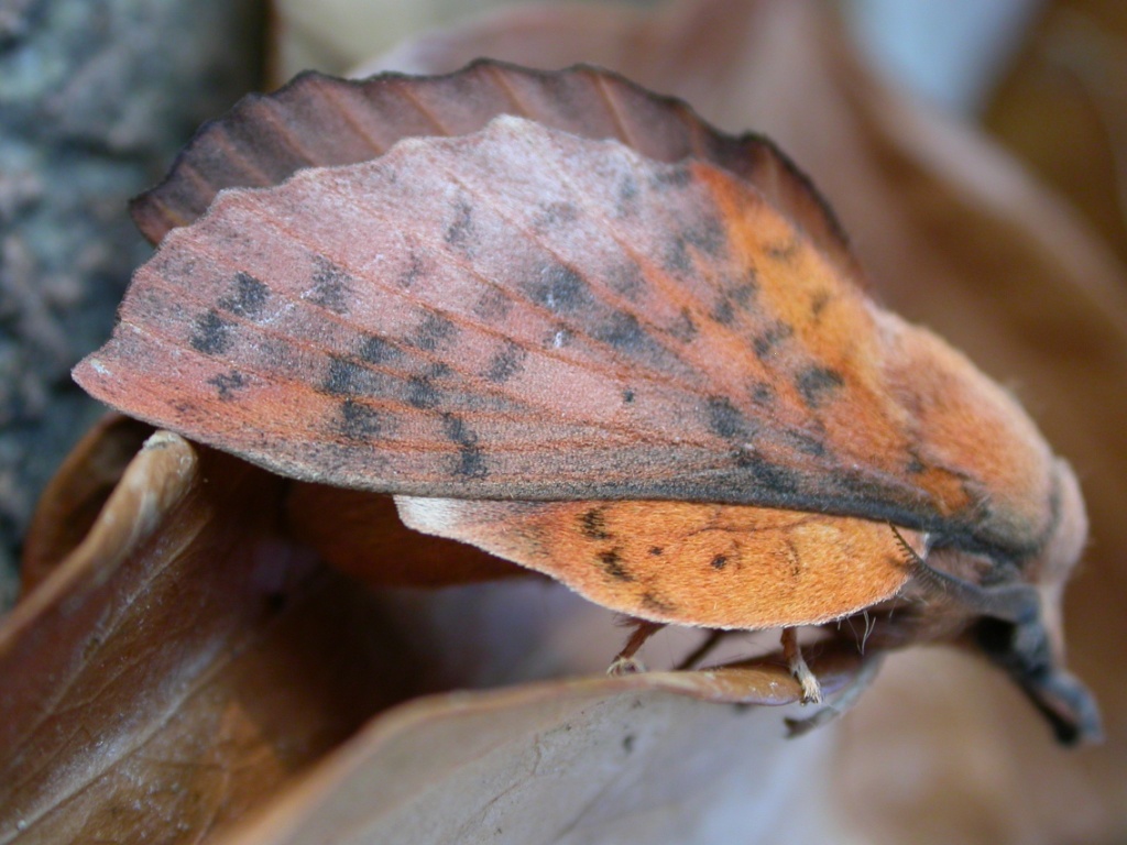 Falene, solo un ricordo? + foto di alcune specie di sfingi