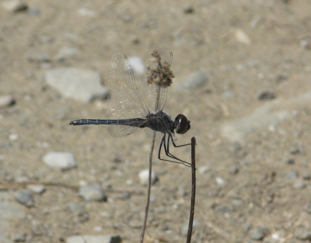 Riproduzione Selysiothemis in Campania