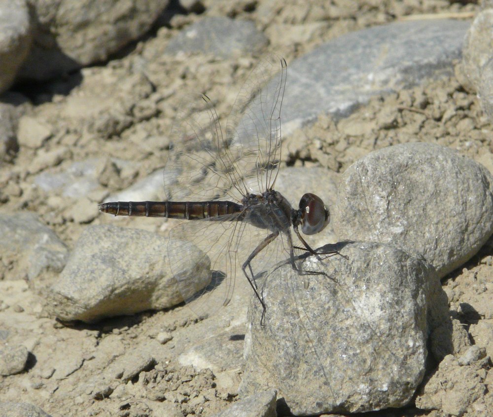 Riproduzione Selysiothemis in Campania