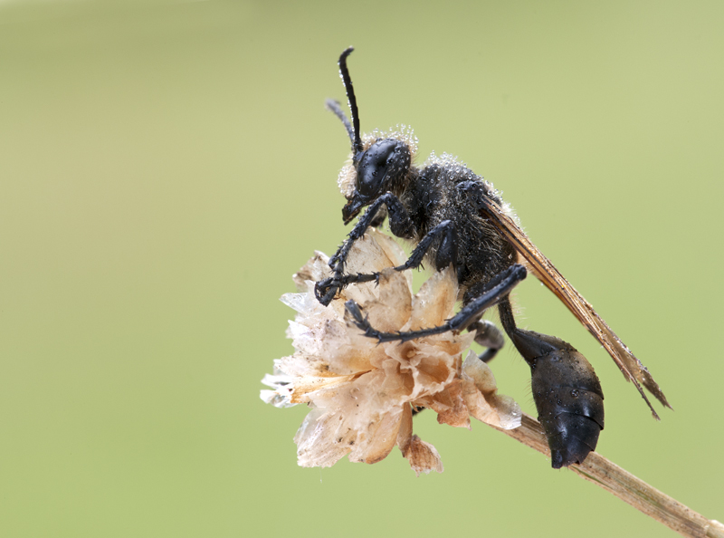 Isodontia sp.