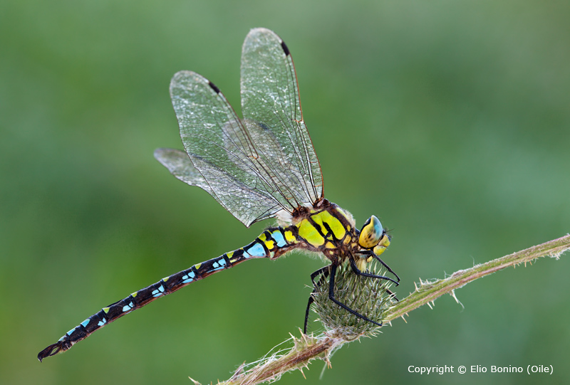 Aeshna cyanea