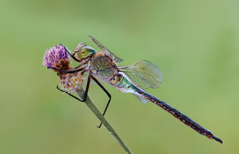 Aeshna juncea - pu essere? - Anax parthenope