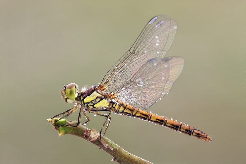 Sympetrum fonscolombii? pu essere?