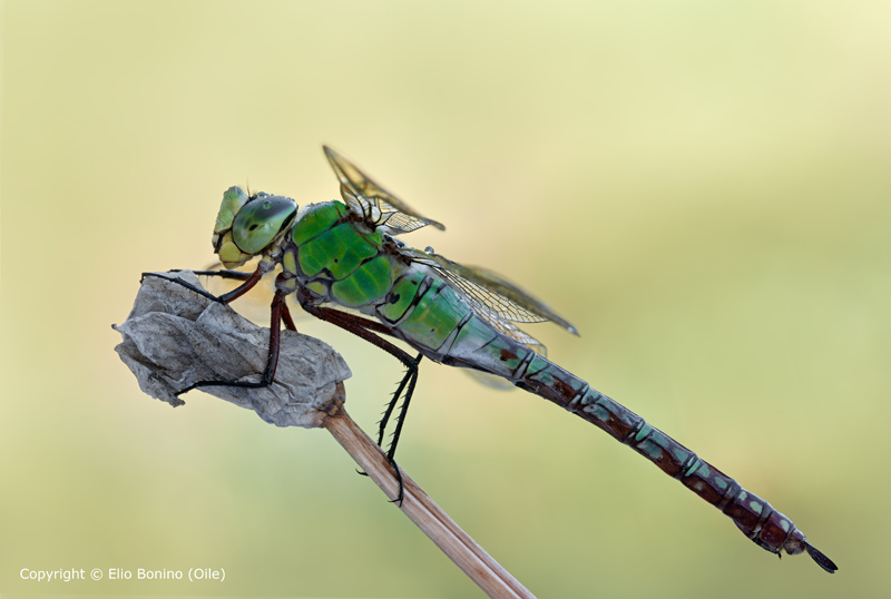 Aeshna juncea? no, femmina di Anax imperator