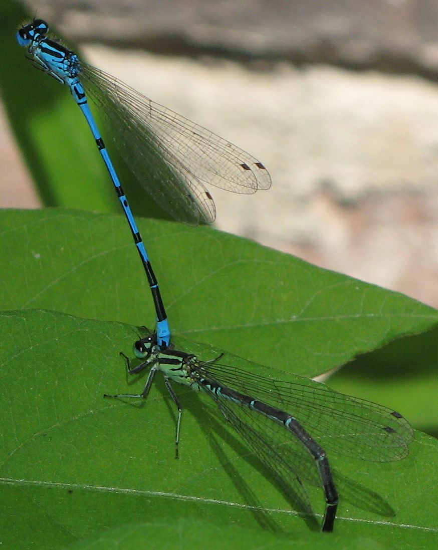 Coenagrion puella