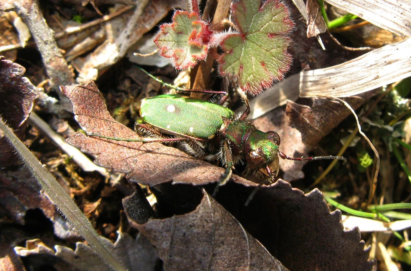 Cicindela campestris