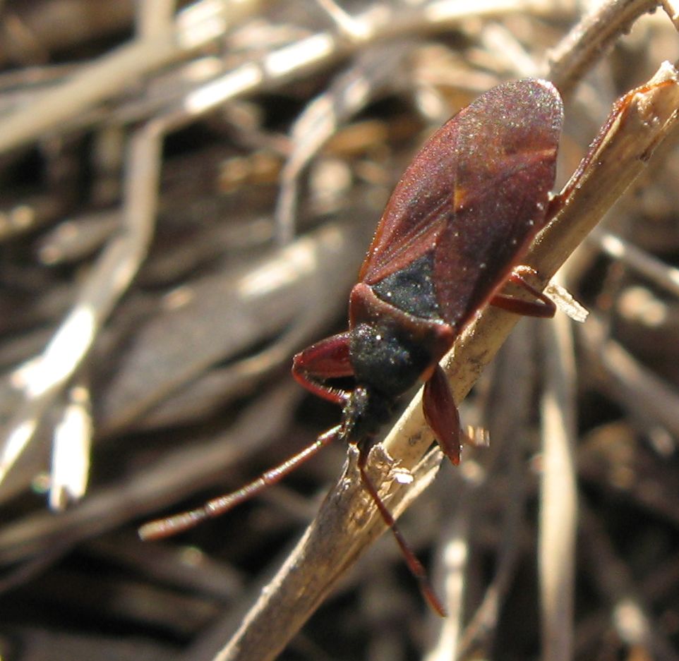 Lygaeidae: Gastrodes grossipes della Val di Fiemme (TN)