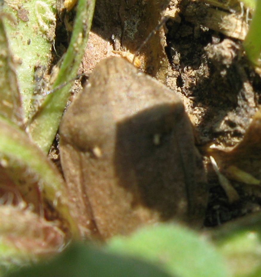 Scutelleridae: Eurygaster sp. dei Gessi Bolognesi