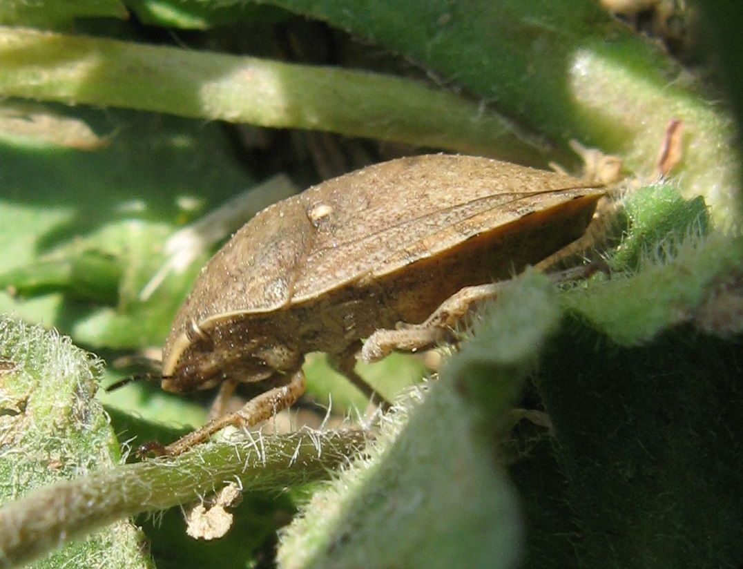 Scutelleridae: Eurygaster sp. dei Gessi Bolognesi