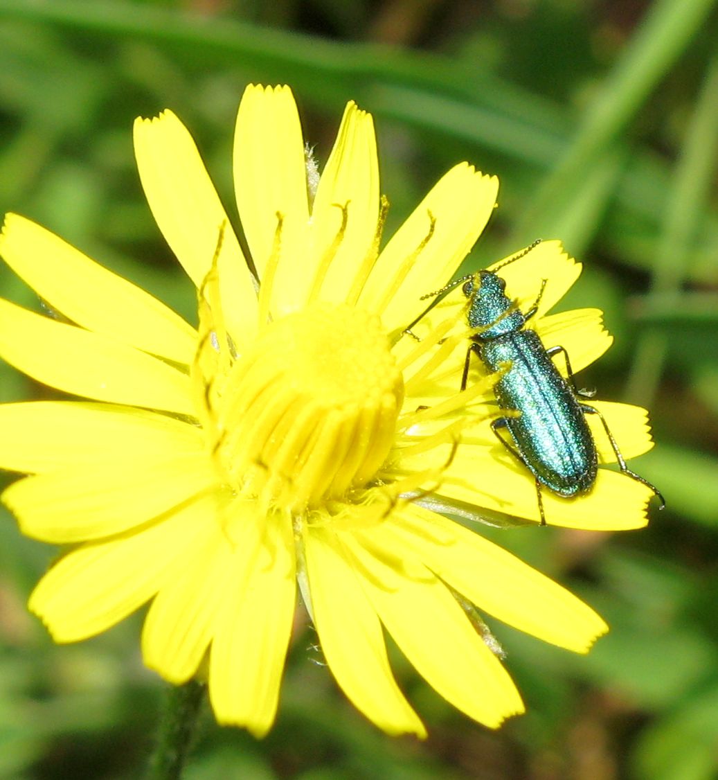 Psilothrix viiridicaerulea e Plagiolepis sp.