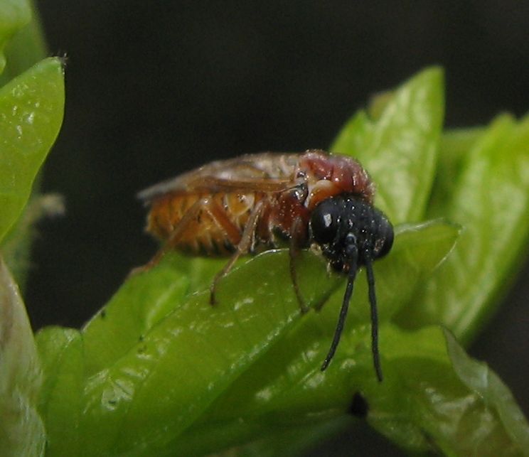 Tanthredinidae (Periclista?)