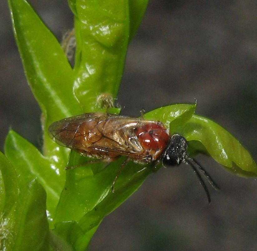 Tanthredinidae (Periclista?)