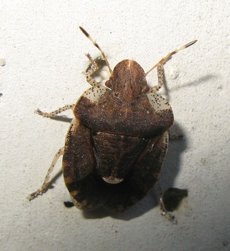 Pentatomidae: Dyroderes umbraculatus dell''Emilia (BO)