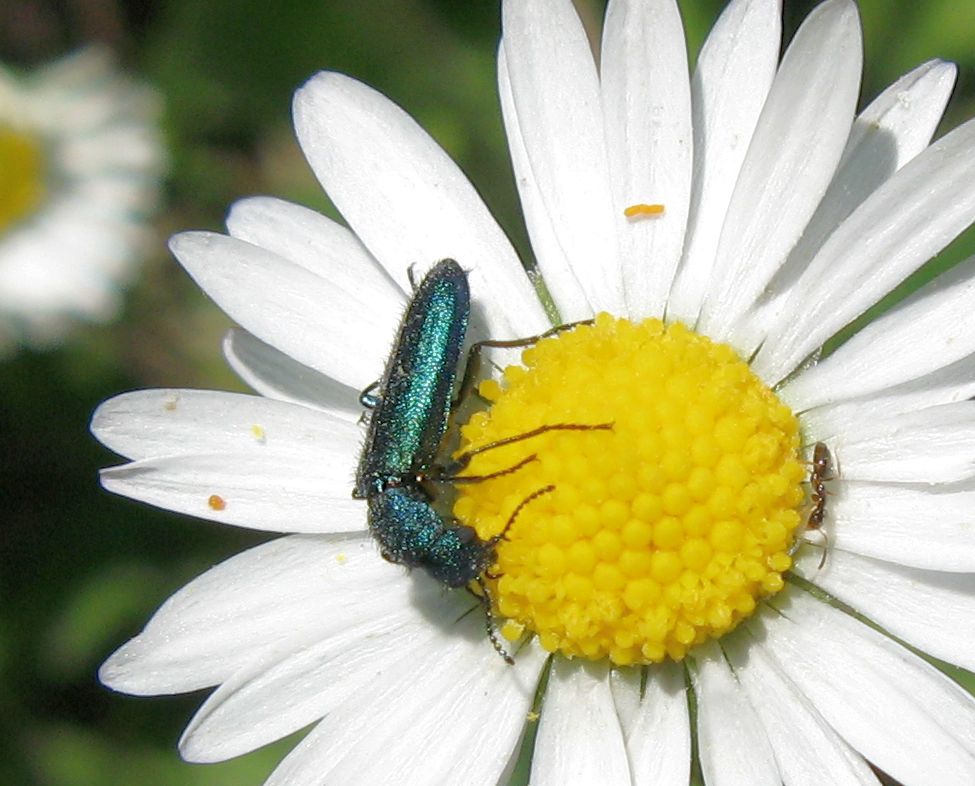 Psilothrix viiridicaerulea e Plagiolepis sp.