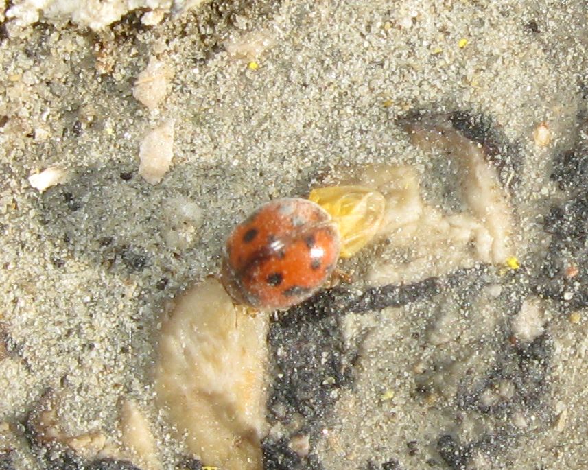 Coccinella e Drasterius bimaculatus(?) sulla sabbia