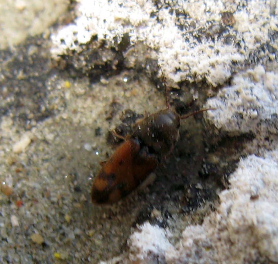 Coccinella e Drasterius bimaculatus(?) sulla sabbia