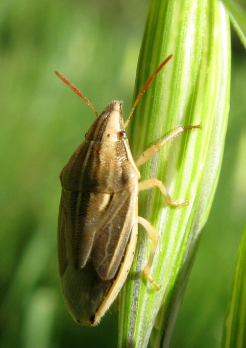 Pentatomidae: Aelia acuminata dell''Emilia (BO)