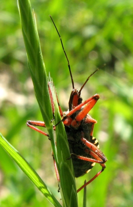 Reduviidae: Rhynocoris erythropus dell''Emilia (BO)