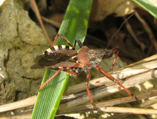 Reduviidae: Rhynocoris erythropus dell''Emilia (BO)