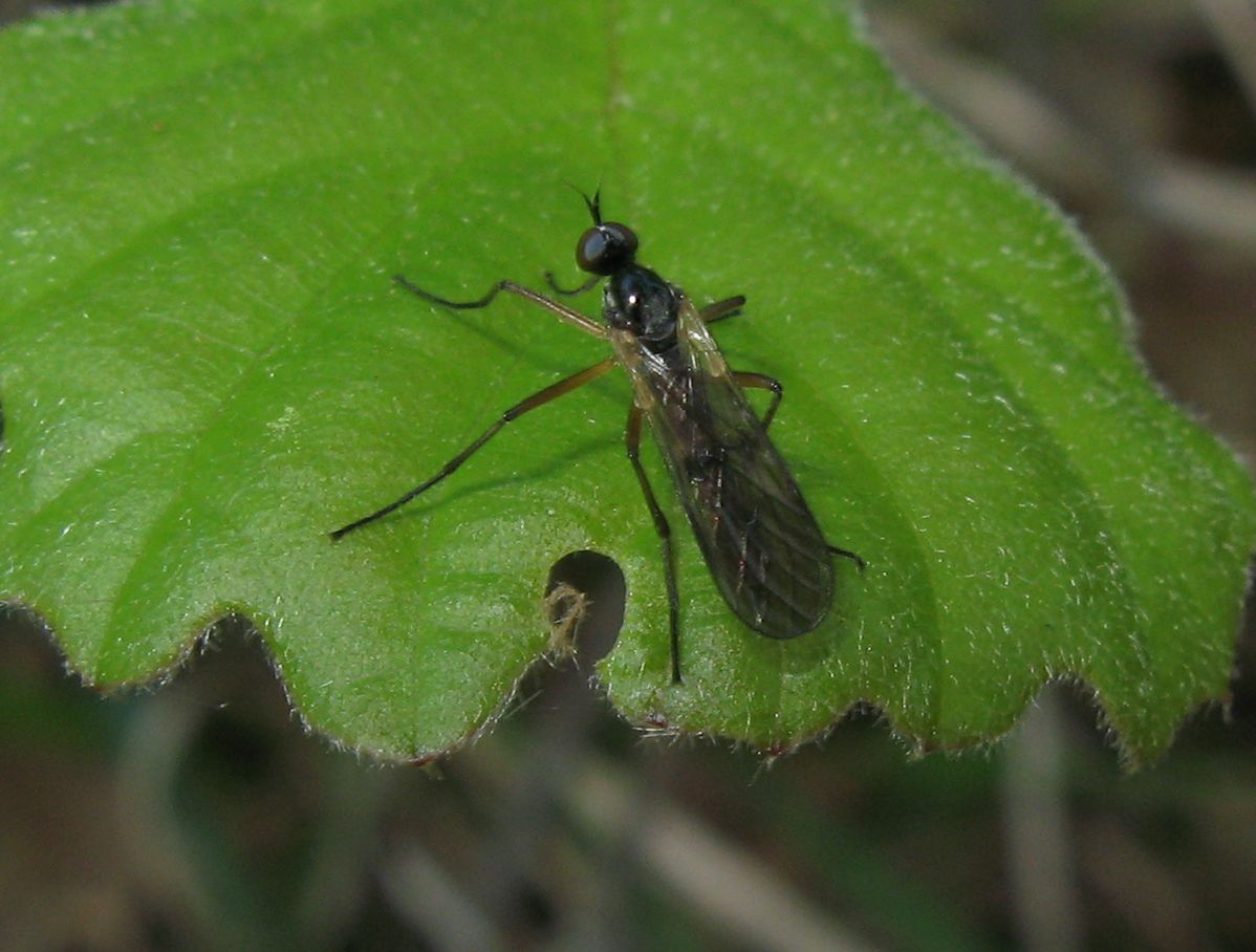 Empididae o Brachystomatidae?