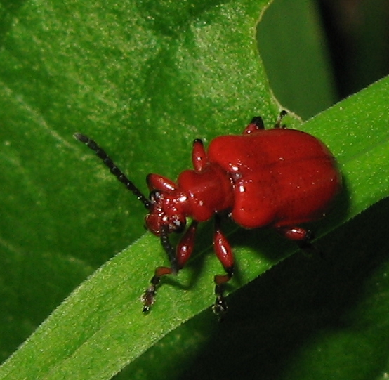 Lilioceris merdigera ?