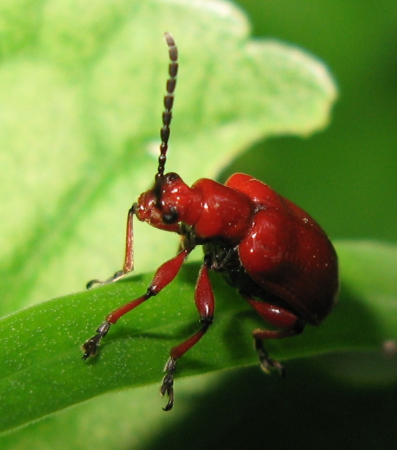 Lilioceris merdigera ?