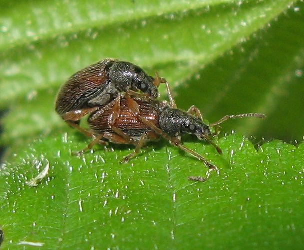 Due piccoli curculioni in copula: Phyllobius oblongus