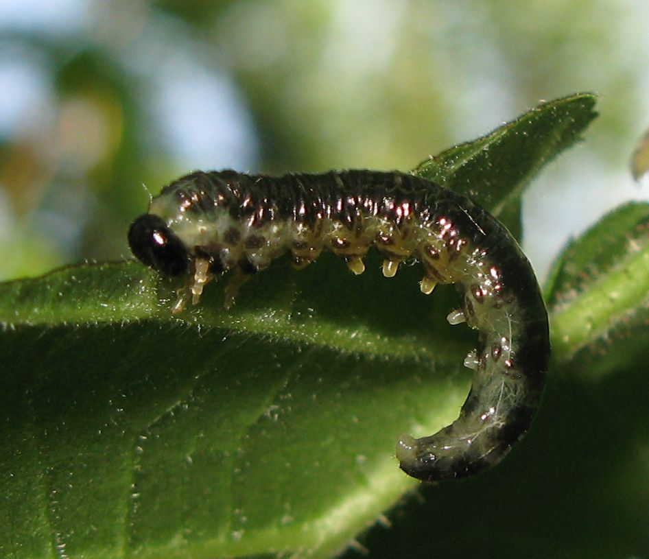 Bruco su rovacea