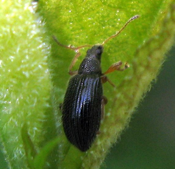 Due piccoli curculioni in copula: Phyllobius oblongus