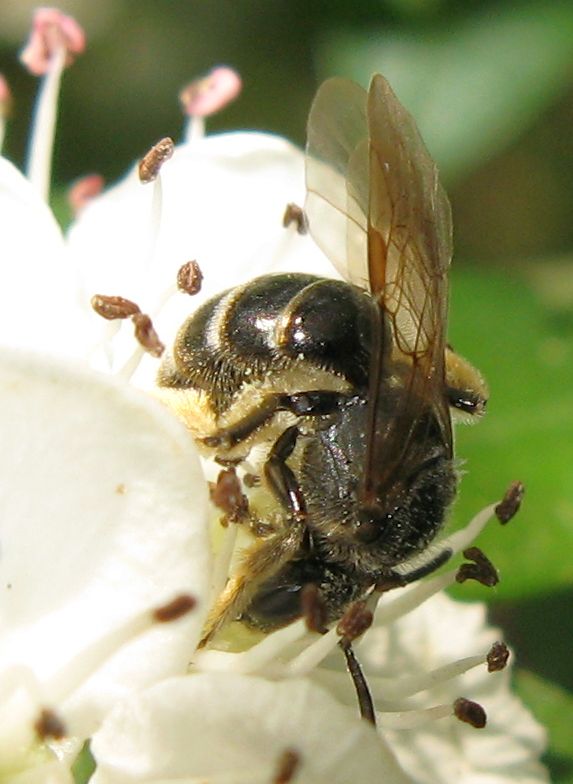 Femmina di Halictus+ Andrena sp.